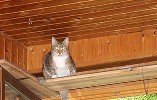 katze cassandra gluecklich vermittelt klein