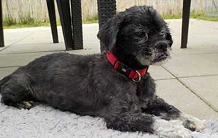shih tzu mix zausel krank