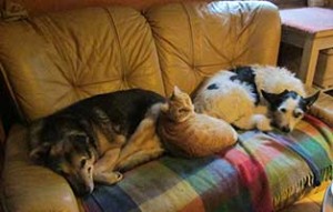 tierparadies oberdinger moos unterbringung couch