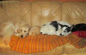 tierparadies oberdinger moos unterbringung sofa