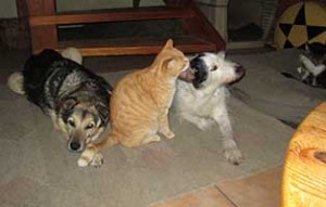 tierparadies oberdinger moos unterbringung teppich