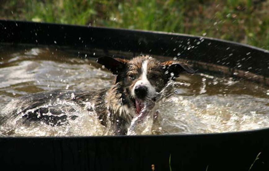 Hund Filou im pool trauriges