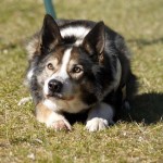 Hund Filou macht platz trauriges