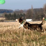 Hund Filou spielt trauriges