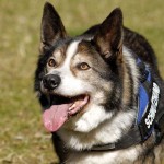 Hund Filou trauriges