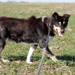 Hund Kucita an der leine trauriges