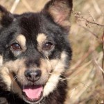 Hund Kucita trauriges