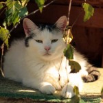 Kater Peter in der sonne trauriges