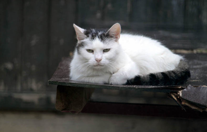 Kater Peter trauriges