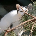 Kater Peter versteckt sich trauriges