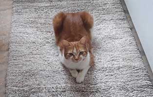 kater toni gluecklich vermittelt-teppich