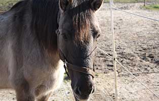mary konik stute verstorben