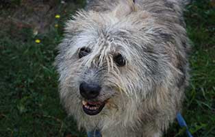 rumaenien hunde angekommen roky