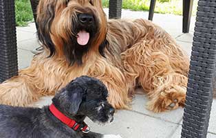 shih tzu mix zausel freundin