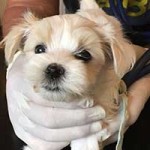 welpenschmuggel rumaenien baby1