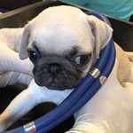 welpenschmuggel rumaenien baby2