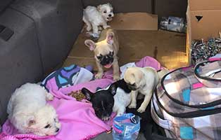 welpenschmuggel rumaenien kofferraum