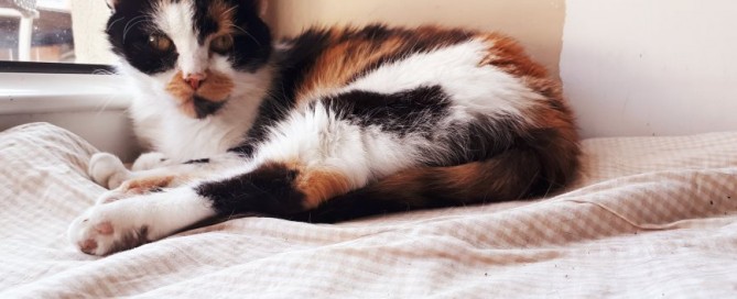 Trixie genießt ihren Fensterplatz