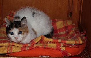 blinde katze minka gluecklich vermittelt decke