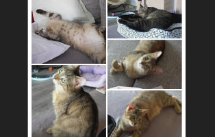 gluecklich vermittelt timmy