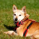 schäferhundmix fritz patentier tierschutzliga dorf