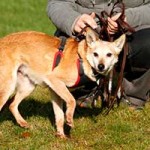 schäferhundmix fritz patentier tierschutzliga dorf leine