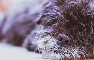 shi tzu mix zausel verstorben