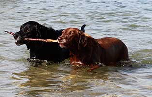 urlaub mit hund beitrag