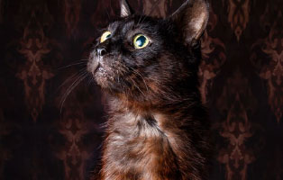 kater lucky verstorben