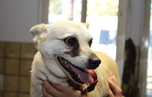 polenhund fine zahnschmerzen