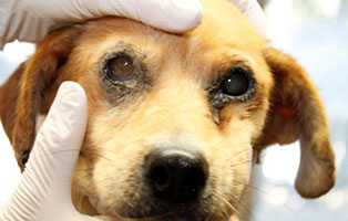 polenhund hermine augenoperation