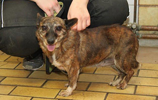 polenhund tiffi roentgen