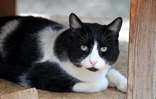 theodoros notfall tierschutzliga dorf zurück