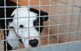 tierrundschau wegwerfgesellschaft