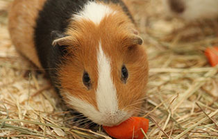 welttierschutztag meerschweinchen
