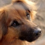 adventskalender 2018 knut tuer12