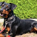 cooper notfall tierschutzliga dorf