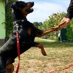 cooper notfall tierschutzliga dorf pfoetchen