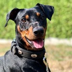 cooper notfall tierschutzliga dorf portrait