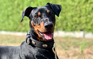 cooper notfall tierschutzliga dorf portrait