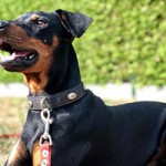 cooper notfall tierschutzliga dorf wiese