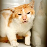 floffi notfall tierschutzliga dorf