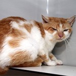 floffi notfall tierschutzliga dorf brett