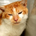 floffi notfall tierschutzliga dorf sitzt