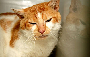 floffi notfall tierschutzliga dorf sitzt