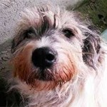 hund annouschka verstorben schaut