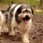 hund annouschka verstorben spaziergang