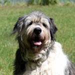 hund annouschka verstorben wiese