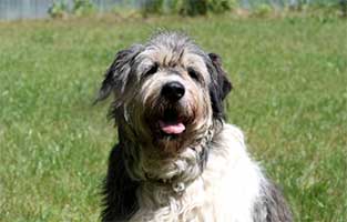 hund annouschka verstorben wiese