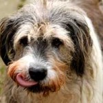 hund annouschka verstorben zunge